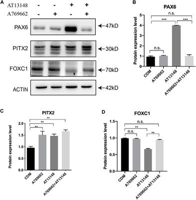 Small-Molecule Induction Promotes Corneal Endothelial Cell Differentiation From Human iPS Cells